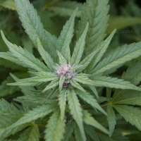 वयस्क चैट के साथ 420Friendly मिलना 420Friendly