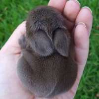 Squeezybunny
