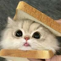 मिलना Breadi on meetinchat.com