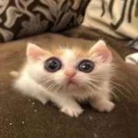 Redi on Meet in Chat Chat para adultos con Redi on Meet in Chat