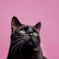 دردشة الجنس مع Blep الدردشة مع Blep on Meet in Chat