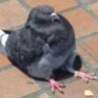 Meet McMixedNThicc