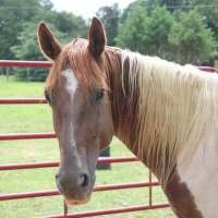 Sex Chat with Country on Meet in Chat