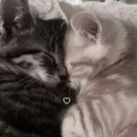 性聊天与 Haru on meetinchat.com